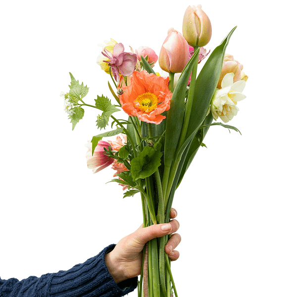 PicPicAI image with background removed